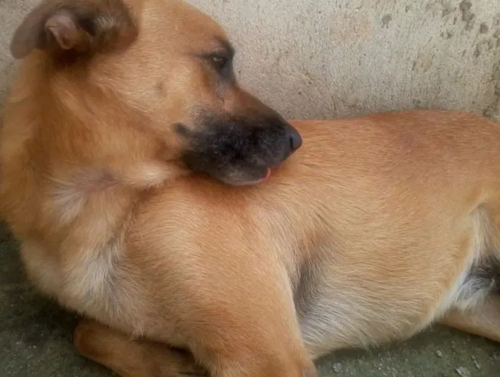 Cachorro ra a mestilço pastor alemao idade 6 ou mais anos nome Ralf
