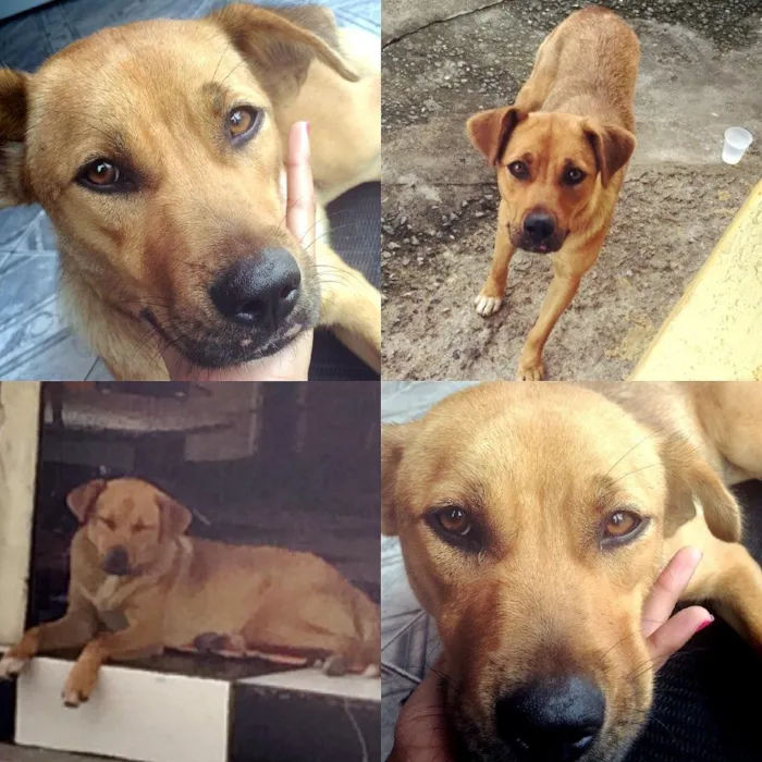 Cachorro ra a  idade 1 ano nome Plebéia 