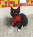 Gatinha