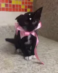 Gatinha