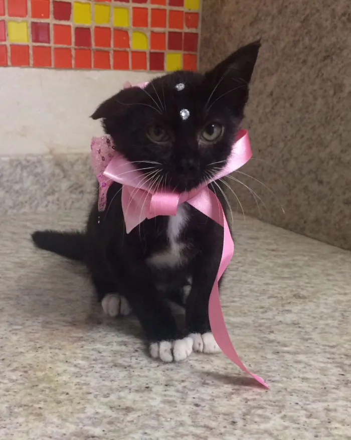 Gato ra a Srd idade 2 a 6 meses nome Gatinha