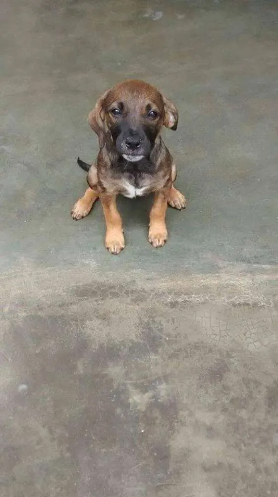 Cachorro ra a SRD idade 2 a 6 meses nome Susi
