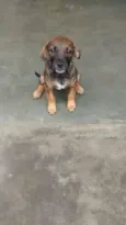 Susi