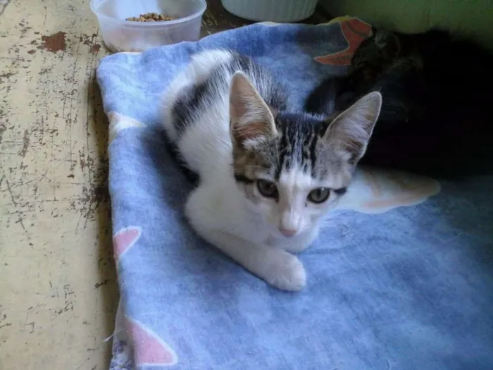 Gato ra a SRD idade 2 a 6 meses nome Donatello