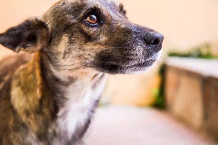 Cachorro ra a SRD idade 2 anos nome Catita