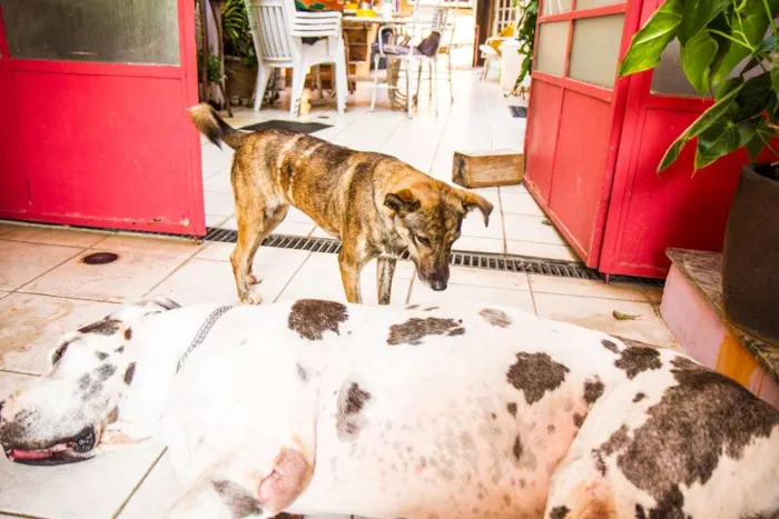 Cachorro ra a SRD idade 2 anos nome Catita
