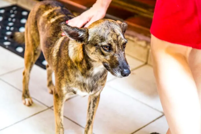 Cachorro ra a SRD idade 2 anos nome Catita