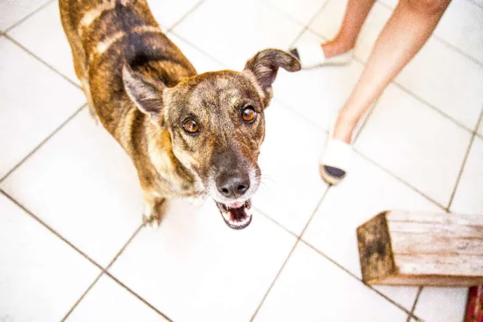 Cachorro ra a SRD idade 2 anos nome Catita
