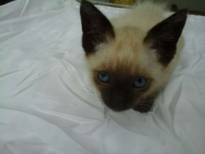 Gato ra a Siamês idade 2 a 6 meses nome Dali