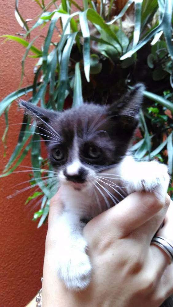 Gato ra a SRD idade Abaixo de 2 meses nome filhotes
