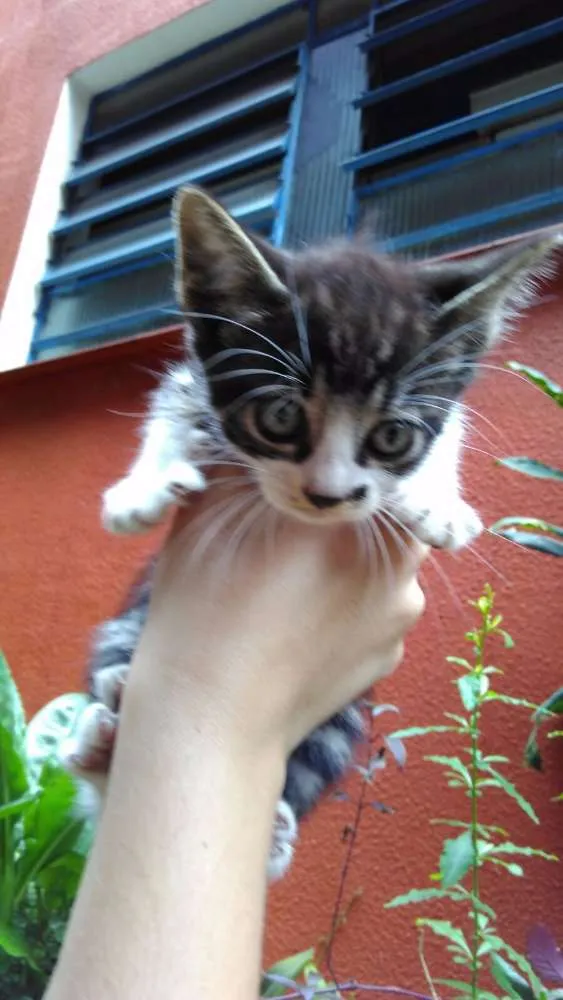 Gato ra a SRD idade Abaixo de 2 meses nome filhotes