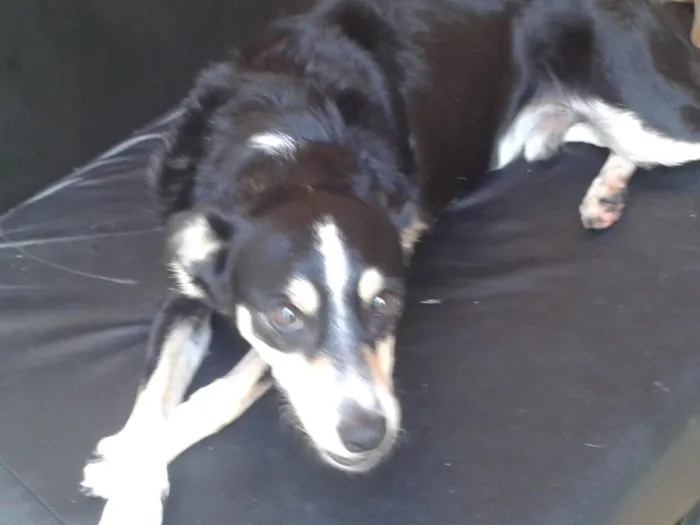 Cachorro ra a SRD idade 2 anos nome Tricolor