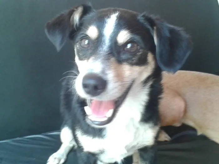 Cachorro ra a SRD idade 2 anos nome Tricolor