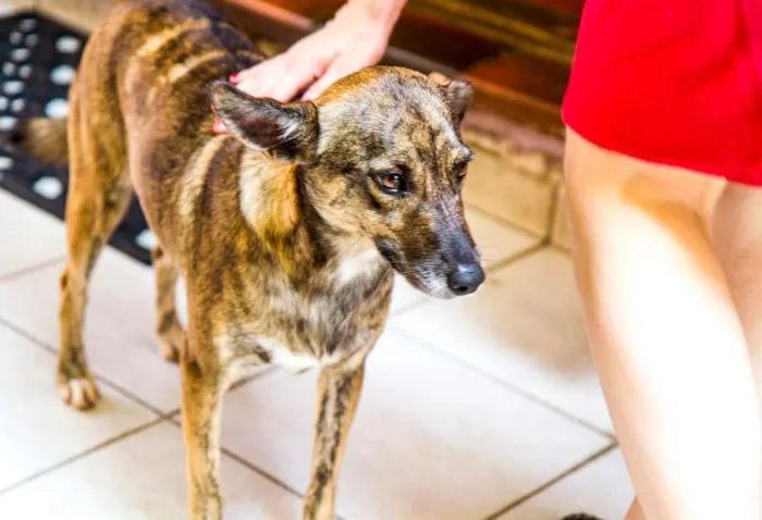 Cachorro ra a SRD idade 2 anos nome Catita