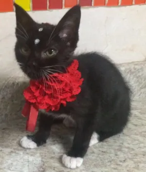 Gato raça Srd idade 2 a 6 meses nome Gatinha