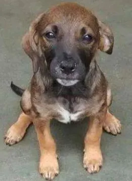 Cachorro raça SRD idade 2 a 6 meses nome Susi