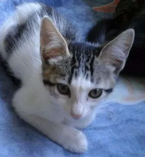Gato raça SRD idade 2 a 6 meses nome Donatello