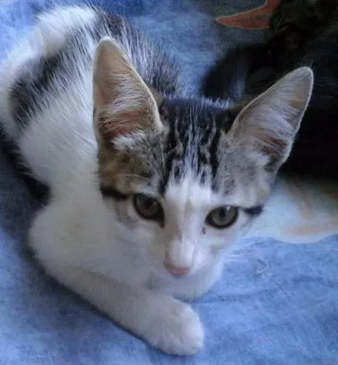 Gato ra a SRD idade 2 a 6 meses nome Donatello