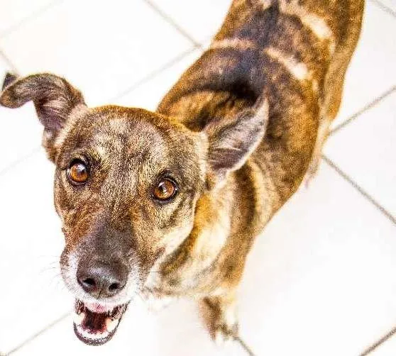 Cachorro ra a SRD idade 2 anos nome Catita