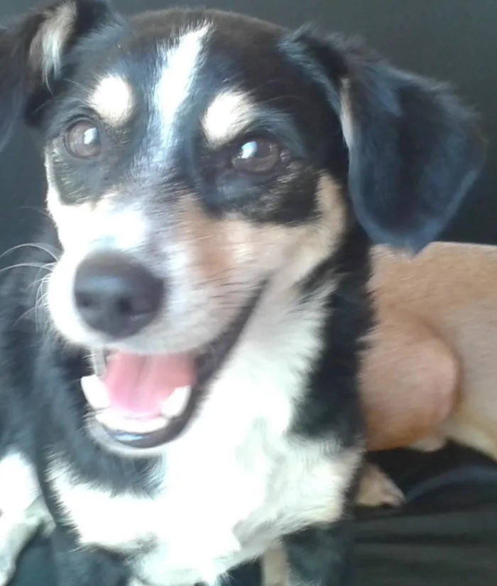Cachorro ra a SRD idade 2 anos nome Tricolor