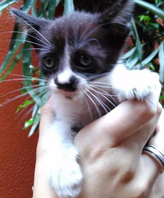 Gato ra a SRD idade Abaixo de 2 meses nome filhotes