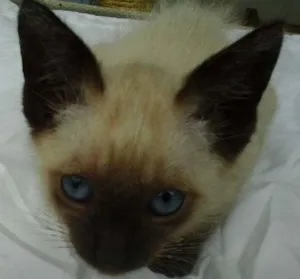 Gato raça Siamês idade 2 a 6 meses nome Dali