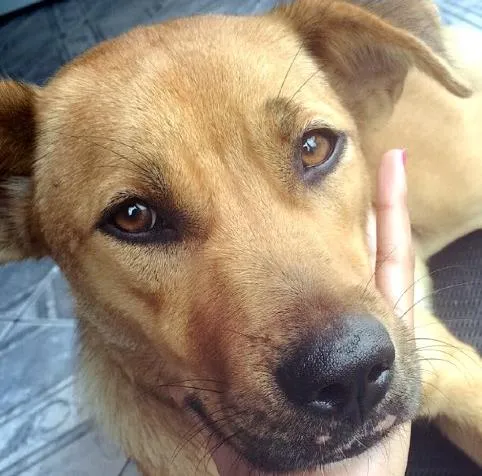 Cachorro ra a  idade 1 ano nome Plebéia 