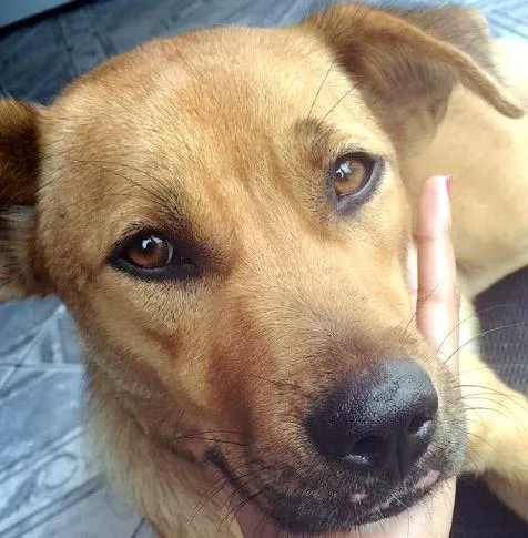 Cachorro ra a  idade 1 ano nome Plebéia 