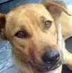 Cachorro raça  idade 1 ano nome Plebéia 