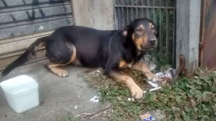 Cachorro ra a Virá lata idade 2 anos nome Preta