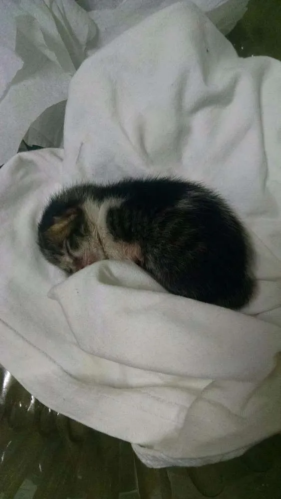 Gato ra a  idade Abaixo de 2 meses nome Sem nome