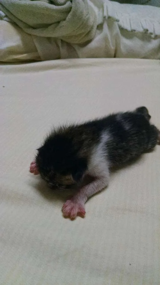 Gato ra a  idade Abaixo de 2 meses nome Sem nome