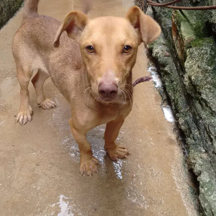 Cachorro ra a Mestiça com bassê idade 1 ano nome Mel