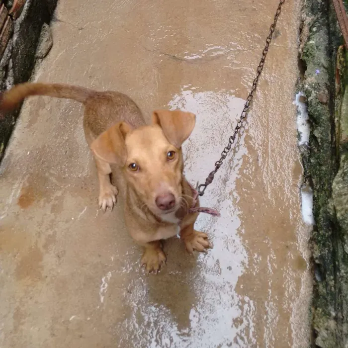 Cachorro ra a Mestiça com bassê idade 1 ano nome Mel