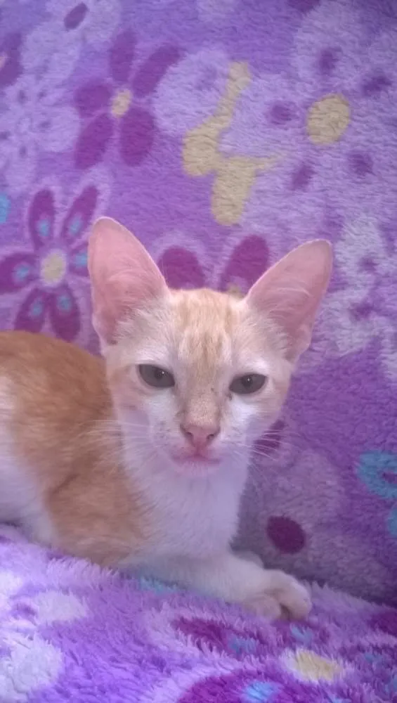 Gato ra a não sei idade Abaixo de 2 meses nome Não  tem