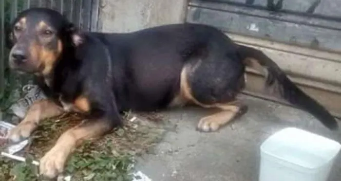 Cachorro ra a Virá lata idade 2 anos nome Preta