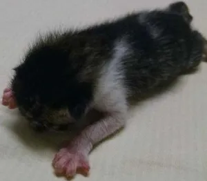 Gato raça  idade Abaixo de 2 meses nome Sem nome