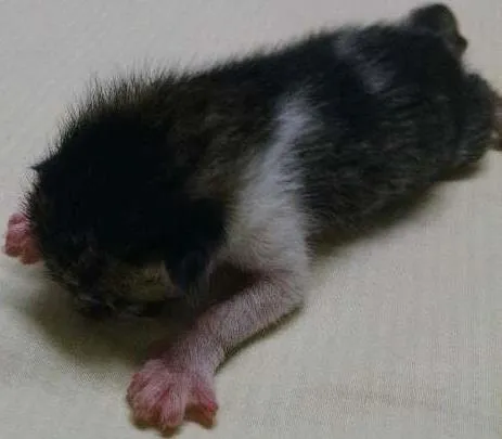 Gato ra a  idade Abaixo de 2 meses nome Sem nome