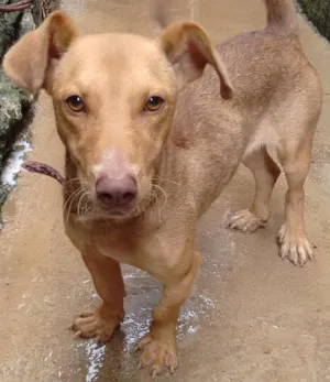 Cachorro raça Mestiça com bassê idade 1 ano nome Mel