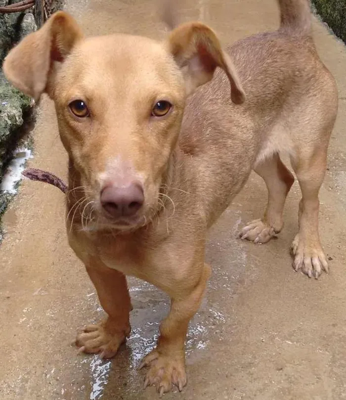 Cachorro ra a Mestiça com bassê idade 1 ano nome Mel