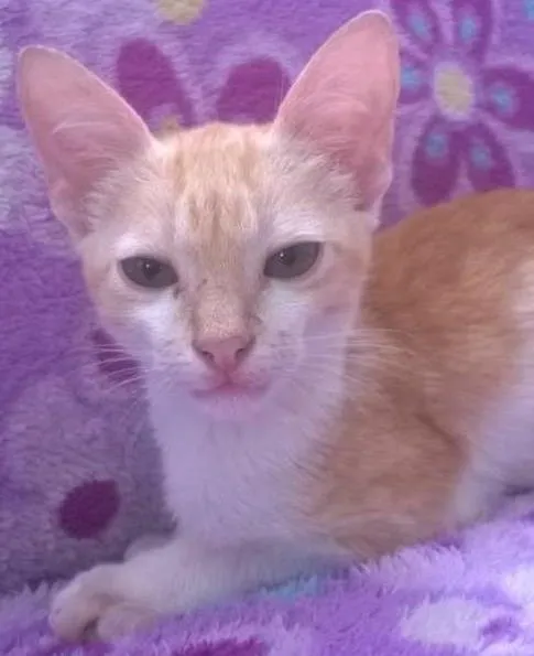 Gato ra a não sei idade Abaixo de 2 meses nome Não  tem