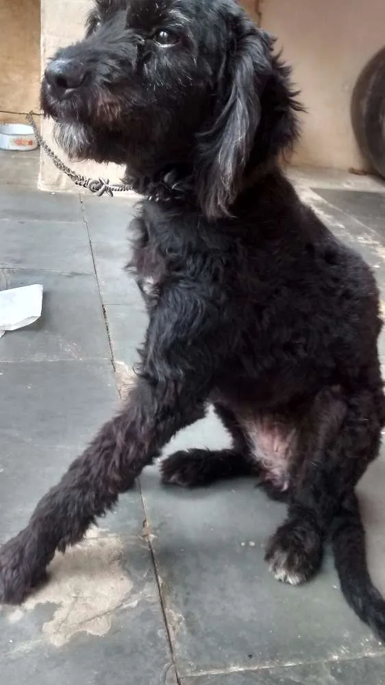 Cachorro ra a SRD idade 2 a 6 meses nome Amora
