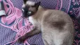 Zezé e MIah 