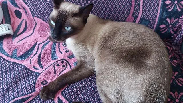 Gato ra a SRD e Siames idade 1 ano nome Zezé e MIah 