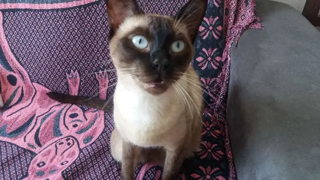 Gato ra a SRD e Siames idade 1 ano nome Zezé e MIah 
