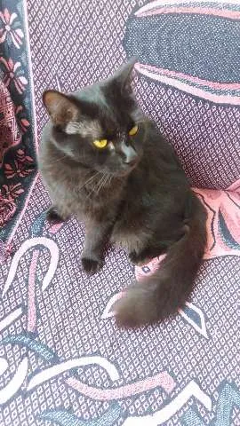 Gato ra a SRD e Siames idade 1 ano nome Zezé e MIah 