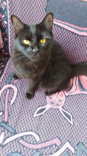 Gato ra a SRD e Siames idade 1 ano nome Zezé e MIah 