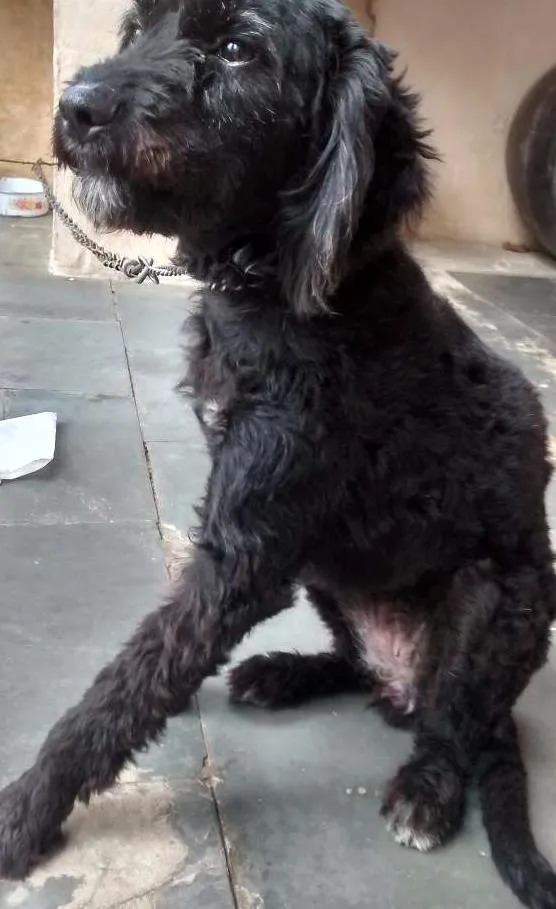 Cachorro ra a SRD idade 2 a 6 meses nome Amora