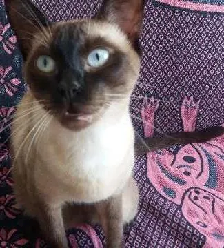 Gato ra a SRD e Siames idade 1 ano nome Zezé e MIah 