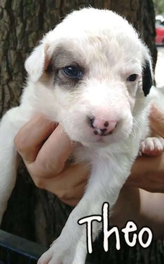 Cachorro ra a SRD idade Abaixo de 2 meses nome Theo